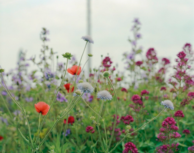 Derek Jarman’s garden